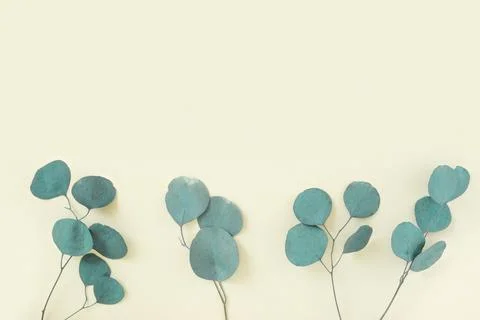 Eucalyptus branches on a beige background. Place for text. Green eucalyptus.. Stock Photos