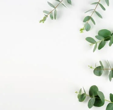 Eucalyptus branches frame on white background top view.Copy space Foto stock