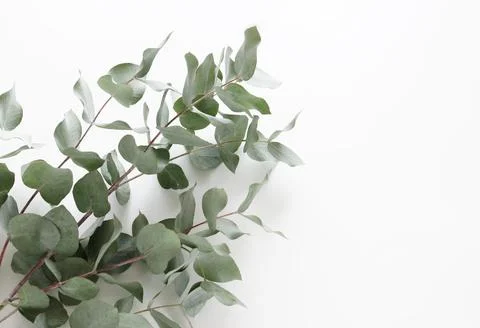 Eucalyptus branches frame on a white background.top view. minimal floral card Stock Photos