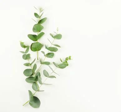 Eucalyptus branches isolated.copy space Stock Photos