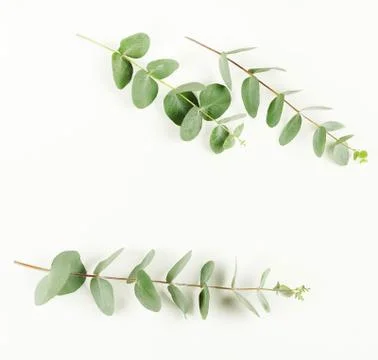 Eucalyptus branches isolated.copy space Stock Photos
