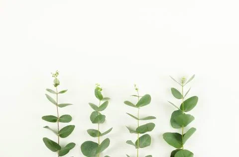 Eucalyptus branches isolated.copy space Stock Photos