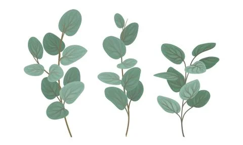 Eucalyptus Branches with Leaves Vector Set. Botanical Design Elements Stock Illustration
