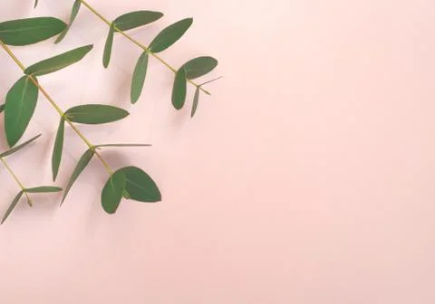 Eucalyptus branches on pink background  Flat lay, top view. Stock Photos
