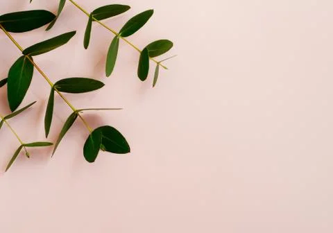 Eucalyptus branches on pink background  Flat lay, top view. Stock Photos