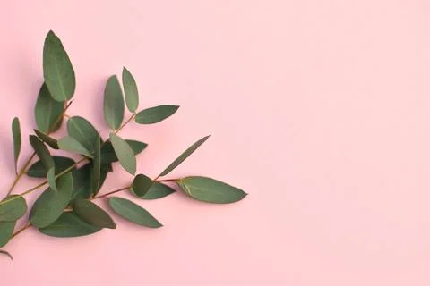 Eucalyptus branches on pink background Flat lay, top view.. Stock Photos