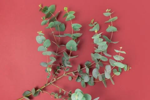 Eucalyptus branches on a red background. Stock Photos