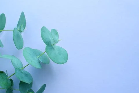 Eucalyptus branches on soft blue background Flat lay, top view. Floral backgr Stock Photos