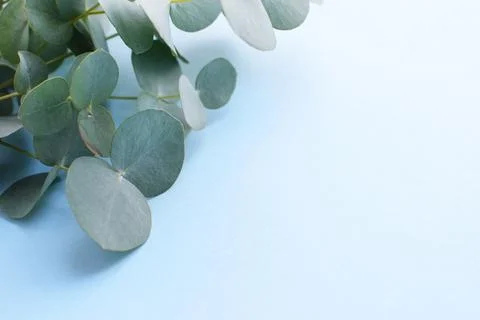 Eucalyptus branches on soft blue background Flat lay, top view. Floral backgr Stock Photos