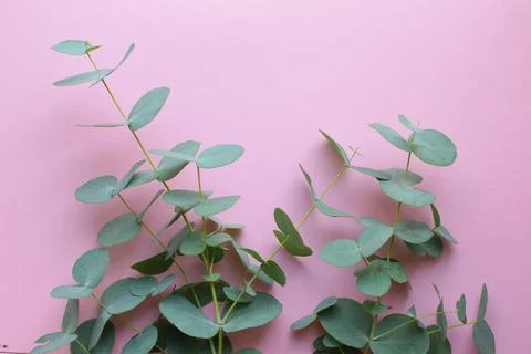 Eucalyptus branches on soft pink background Flat lay, top view. Floral backgr Foto stock