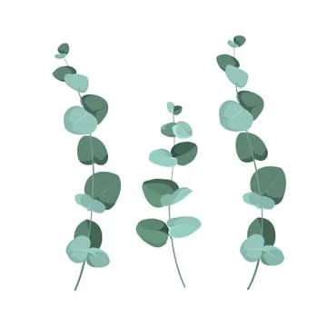 Eucalyptus branches on a white background. Design for your logo or project Stock Illustration