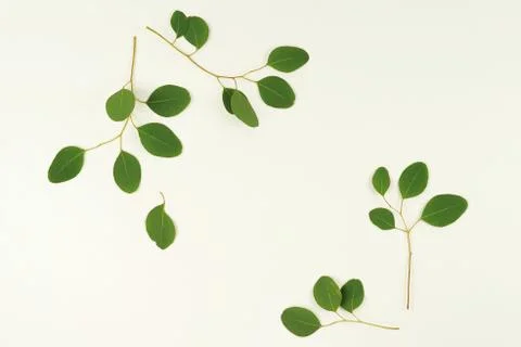 Eucalyptus branches on white background. Flat lay, top view. copy space Stock Photos