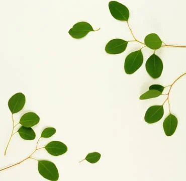 Eucalyptus branches on white background. Flat lay, top view. copy space Stock Photos