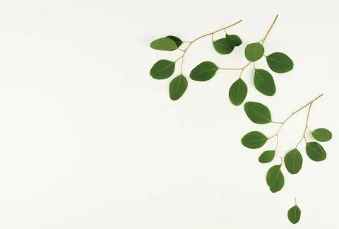 Eucalyptus branches on white background. Flat lay, top view. copy space Stock Photos