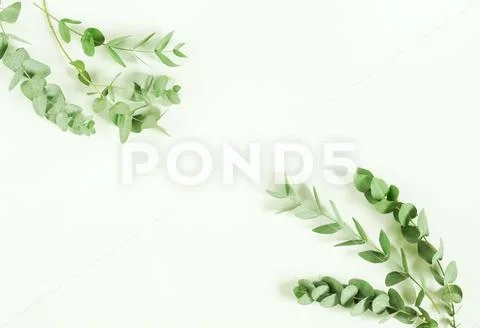 Eucalyptus branches on white background. Flat lay, top view. copy space Stock Photos
