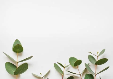 Eucalyptus branches on white background  Flat lay, top view Stock Photos