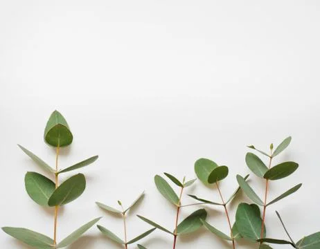 Eucalyptus branches on white background  Flat lay, top view Stock Photos