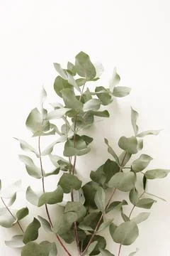 Eucalyptus branches on a white background.top view. minimal floral card Stock Photos