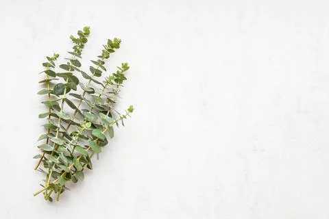Eucalyptus branches on a white marble background. Copy space for text Stock Photos