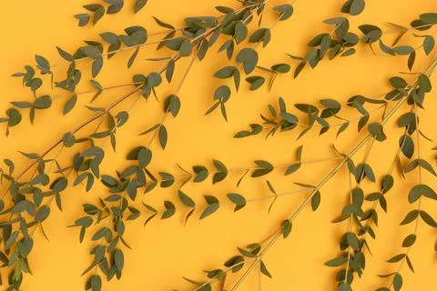Eucalyptus branches on a yellow background. Stock Photos