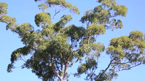 Eucalyptus camaldulensis Stock Footage 68991402