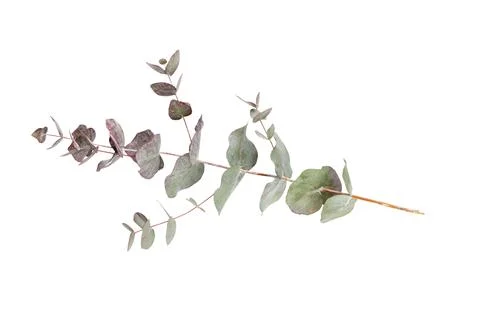 Eucalyptus composition. Pattern made of various colorful flowers on white bac Stock Photos