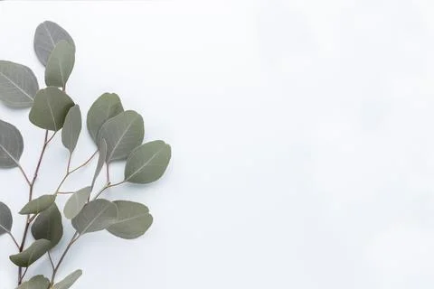 Eucalyptus composition. Pattern made of various colorful flowers on white bac Stock Photos