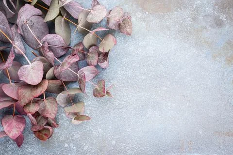 Eucalyptus composition. Pattern made of various colorful flowers on white bac Stock Photos