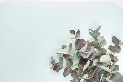 Eucalyptus composition. Pattern made of various colorful flowers on white bac Stock Photos