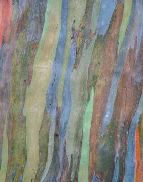 Eucalyptus deglupta tree bark texture Stock Photos