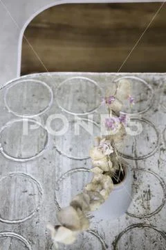 Eucalyptus dried leaves branch in vase Stock Photos
