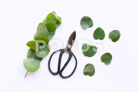 Eucalyptus essential oil Stock Photos