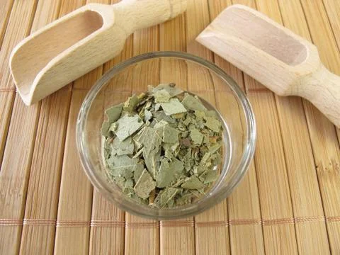 Eucalyptus, Eucalypti folium Stock Photos