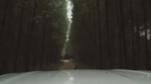 Eucalyptus field 2 Video stock 127556162