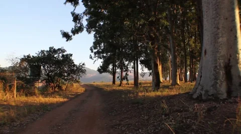 Eucalyptus field Stock Footage 51755906