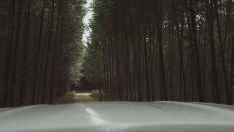 Eucalyptus field 스톡 동영상 127556676