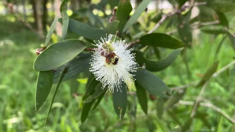 Eucalyptus Flower an an Ant Stock Footage 202018783