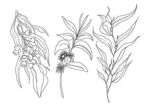 Eucalyptus flower element 스톡 일러스트