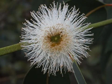 Eucalyptus flower Stock Photos