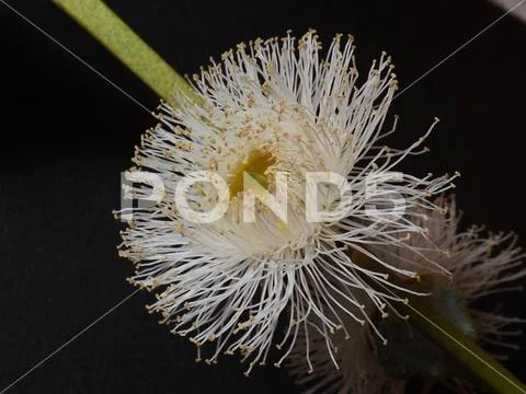Eucalyptus flower Stock Photos
