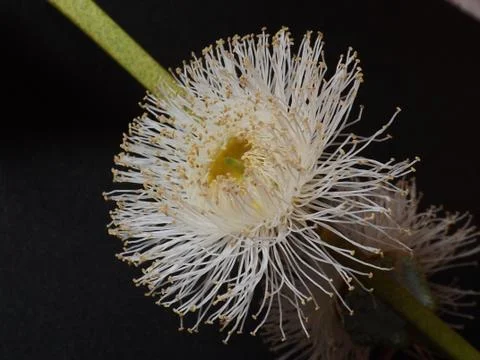 Eucalyptus flower Stock Photos