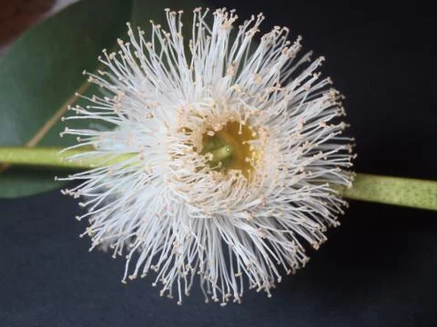 Eucalyptus flower Stock Photos
