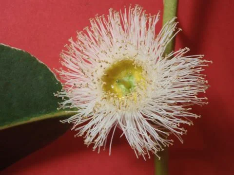 Eucalyptus flower Stock Photos