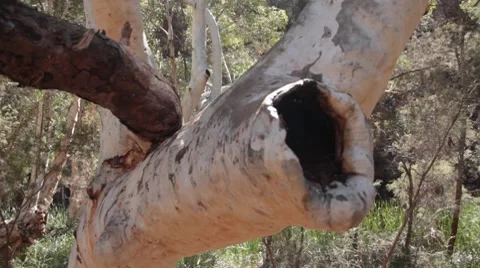 Eucalyptus Stock Footage 8765719