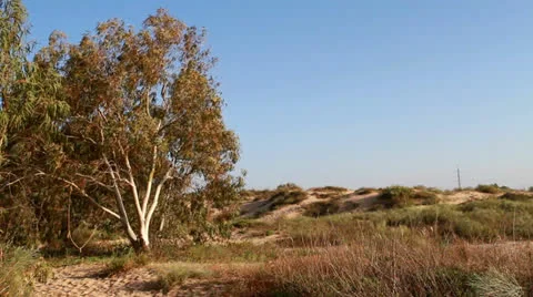 Eucalyptus Vidéo 22513033