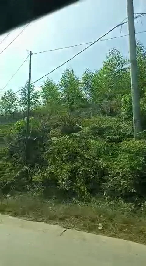 Eucalyptus 스톡 동영상 241151589