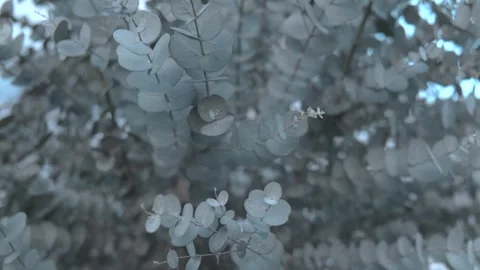 Eucalyptus Video stock 326971296