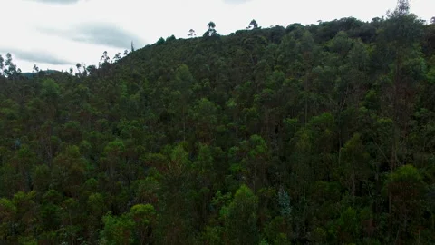 Eucalyptus forest aerial view Stock Footage 231409773