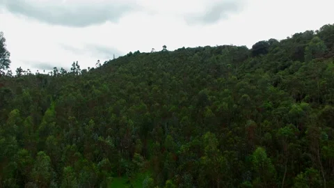 Eucalyptus forest aerial view Stock Footage 231409775