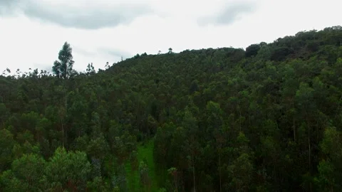 Eucalyptus forest aerial view Stock Footage 231409776